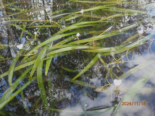Image of Sagittaria kurziana by (c) mfeaver, some rights reserved (CC BY)