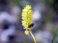 Tofieldia calyculata