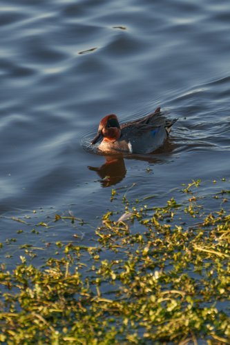 iNaturalist observation photo of Green-winged Teal