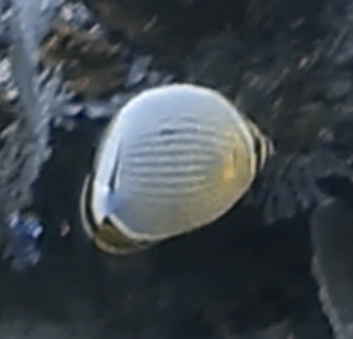 Redfin Butterflyfish (Chaetodon lunulatus)