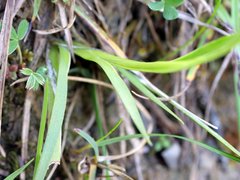 Tofieldia calyculata
