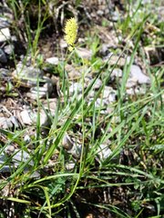 Tofieldia calyculata