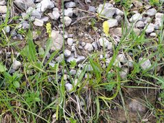 Tofieldia calyculata