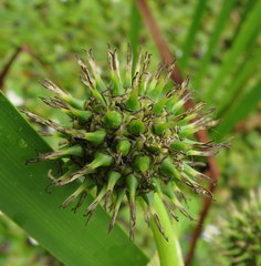 Sparganium eurycarpum