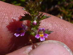 Euphrasia micrantha