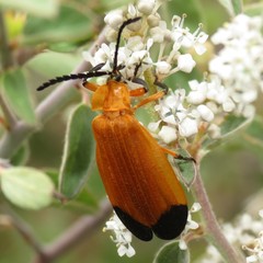 Lycus arizonensis