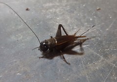 Gryllus rubens