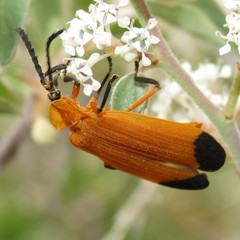 Lycus arizonensis