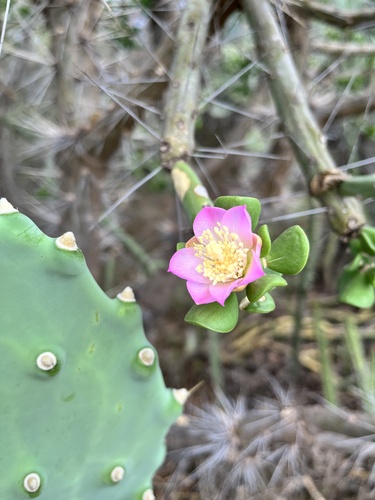Image of Quiabentia verticillata by (c) Virginia Y. Mogni, some rights reserved (CC BY)