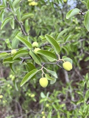 Mistol (Sarcomphalus mistol)