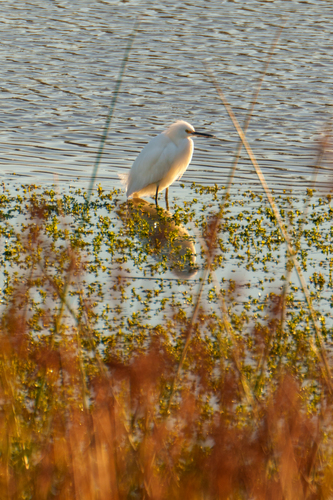 iNaturalist observation photo of Snowy Egret