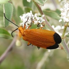 Lycus arizonensis