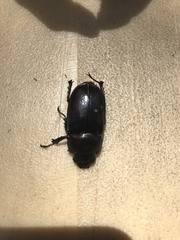 Lucanidae
