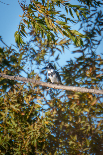 iNaturalist observation photo of Belted Kingfisher