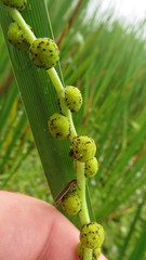 Sparganium eurycarpum