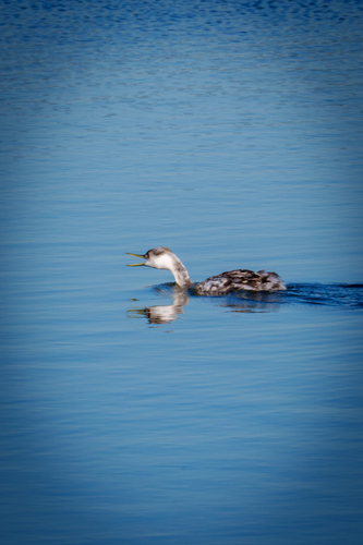 iNaturalist observation photo of Western Grebe