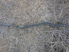 Coluber constrictor
