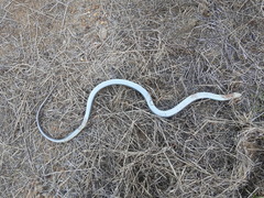 Coluber constrictor