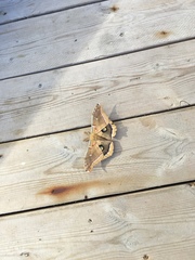 Antheraea polyphemus