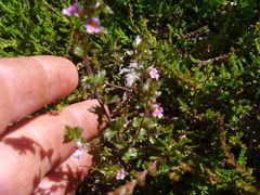 Euphrasia micrantha