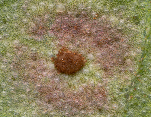 Uromyces rumicis