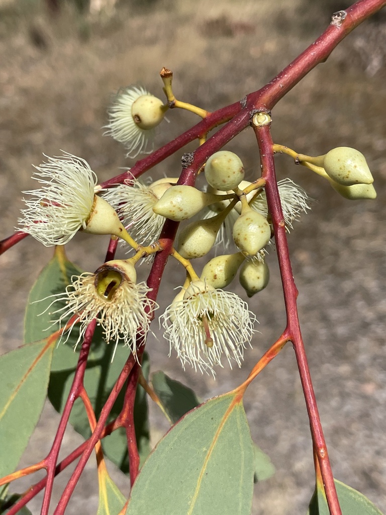 Eucalyptus improcera 3