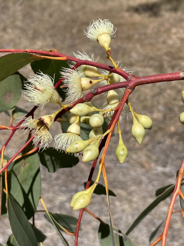 Eucalyptus improcera 4