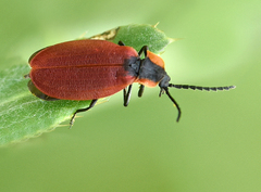 Lycus sanguinipennis