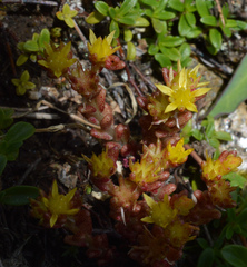 Sedum annuum