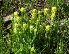 Castilleja mogollonica