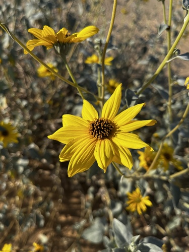 Image of Helianthus niveus by (c) Mike Heine, some rights reserved (CC BY)