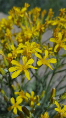 Crepis acuminata