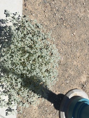 Tidestromia suffruticosa