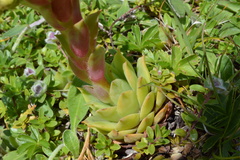 Sempervivum wulfenii