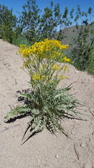 Crepis acuminata