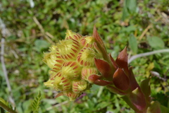 Sempervivum wulfenii