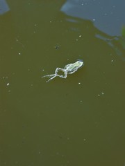 Pseudacris regilla