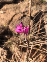 Dierama erectum