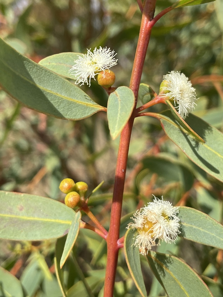 Eucalyptus pallida