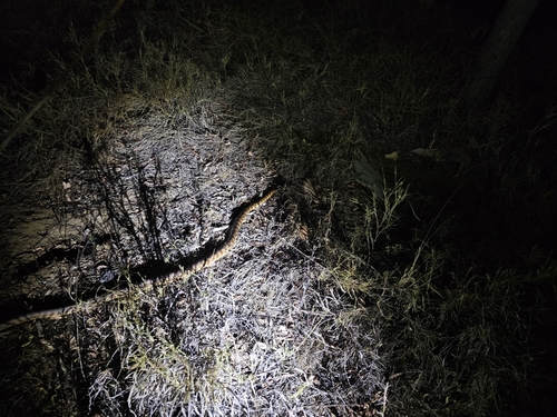 Black-headed Python sighting
