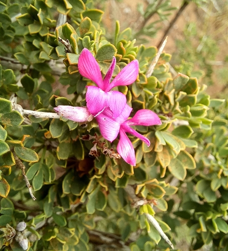 Image of Indigofera nigromontana by (c) kevin koen, some rights reserved (CC BY-SA)