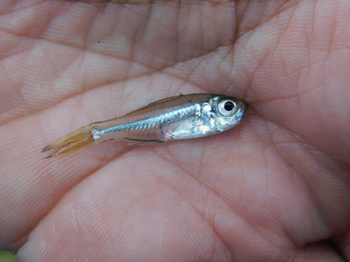 Buru glass perchlet (Ambassis buruensis) — Ambassidae — 2