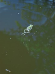 Pseudacris regilla