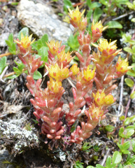 Sedum annuum
