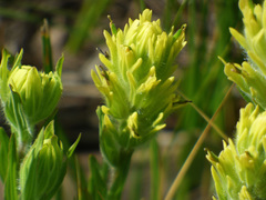 Castilleja mogollonica