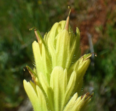 Castilleja mogollonica