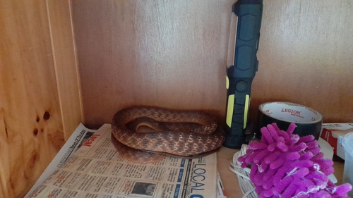 Brown Tree Snake sighting