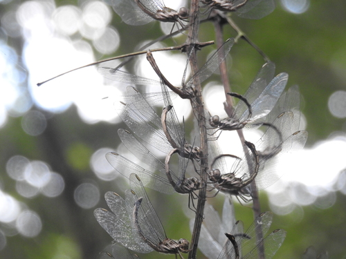 Photo of Emerald-banded Skimmer (Cratilla lineata)