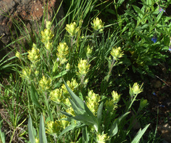 Castilleja mogollonica