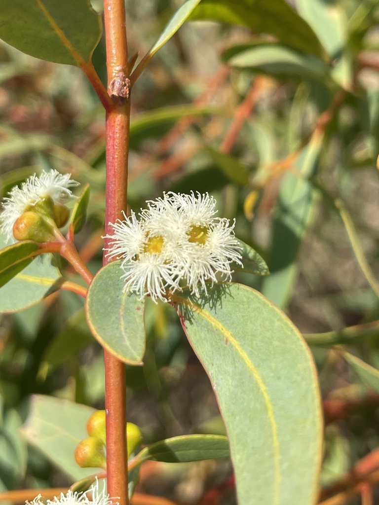 Eucalyptus pallida 2